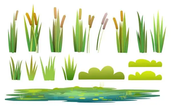 Vector illustration of Set of plants and a objects. Grass, shrubs, reeds and cattails. Small swamp, pond, lake or puddle. Isolated on white background. Miltic design flat style. Illustration vector