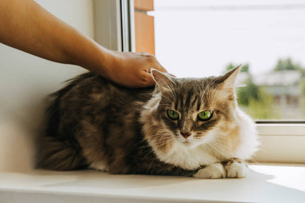 istock A gray striped cat is sitting on the window 1333329041