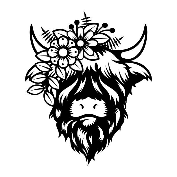 Highland cow Lady head design on white background. Farm Animal. Cows logos or icons. vector illustration. Highland cow Lady head design on white background. Farm Animal. Cows logos or icons. vector illustration. highland cattle stock illustrations