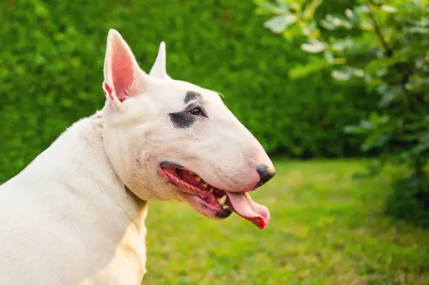 Dog white bull terrier breed portrait close-up in profile in the garden on a background