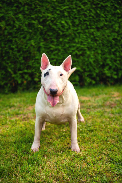 istock Bull Terrier Sticking out Tongue 1333330082