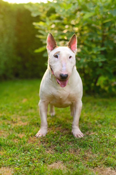 istock Adult Bull Terrier Posing 1333330118