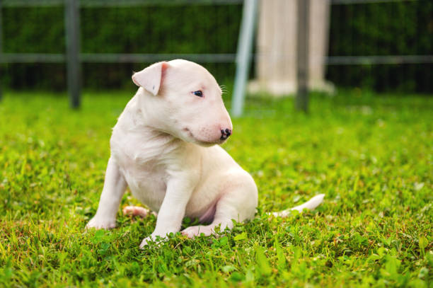 istock Bull terrier puppy posing outdoors 1333330138