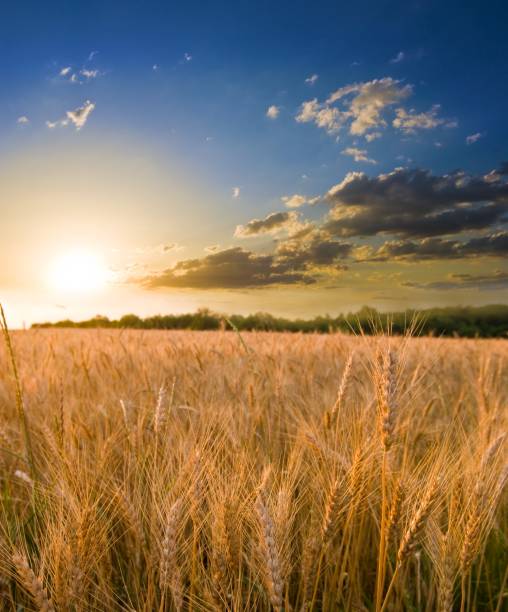 istock summer wheat field at the sunset 1333330253