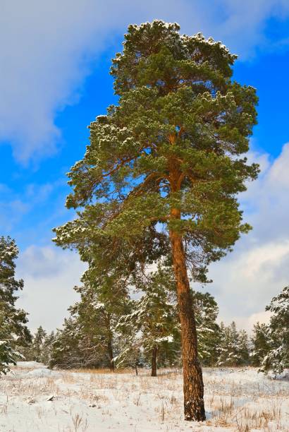 istock majestic pine tree in a winter forest 1333330343