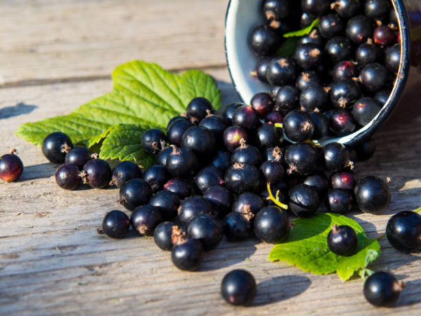 istock black currants in a mug and sprinkled on a wooden table with a place for text 1333333104