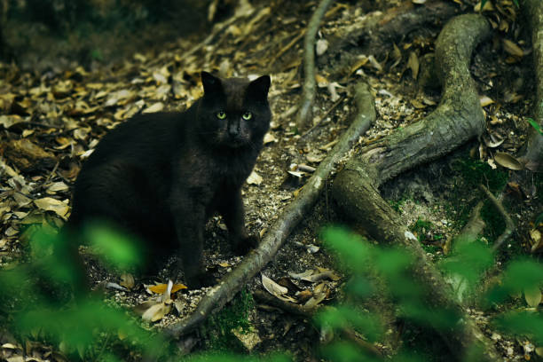 istock Black cat living in the forest 1333333410