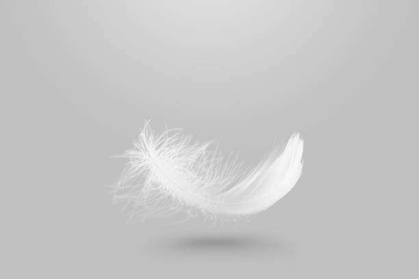 istock Abstract Light Fluffy A White Feather Falling Down in The Air. 1333333505