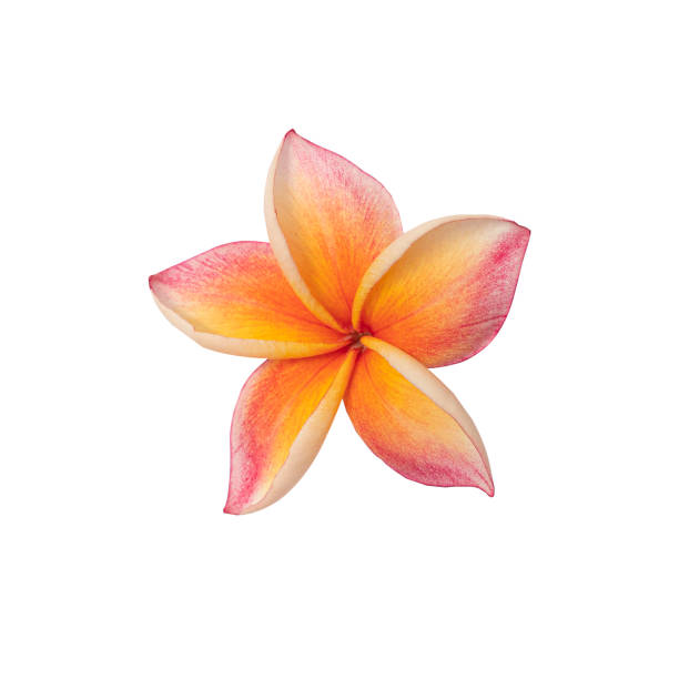 plumeria frangipani flower head sur fond blanc. - dom tom photos et images de collection