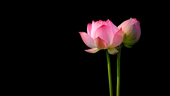 Flor de loto rosa sobre fondo negro. photo