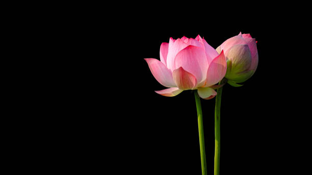 розовый цветок лотоса на черном фоне. - flower single flower zen like lotus стоковые фото и изображения