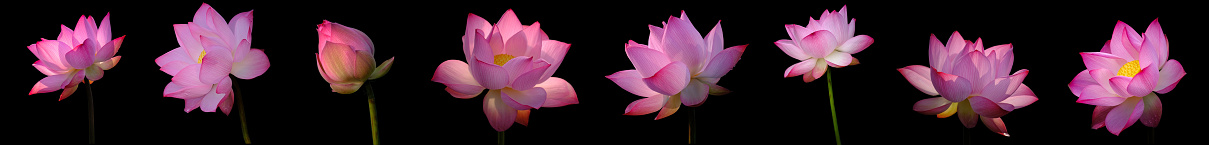 Collection Pink Lotus flower on black background