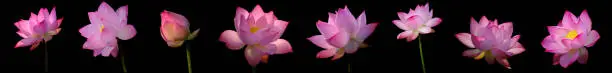 Photo of Collection Pink Lotus flower on black background