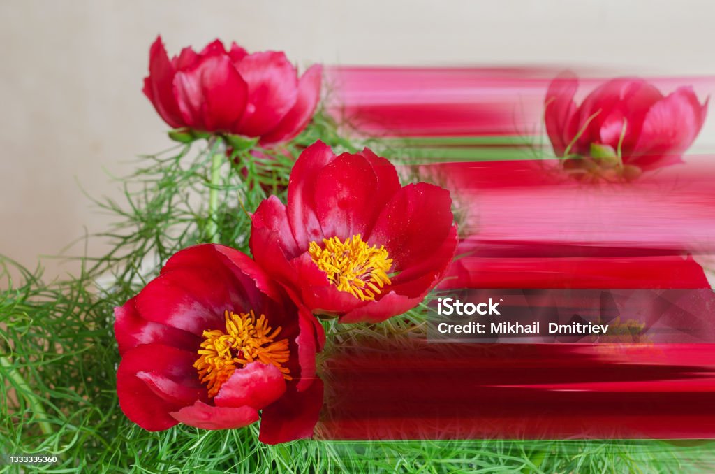 A bouquet of wild or steppe peonies in close-up. A bouquet of wild or steppe peonies in close-up. Beautiful red flowers with green branches and leaves. Stretch pixel effect. Beauty Stock Photo