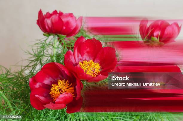 A Bouquet Of Wild Or Steppe Peonies In Closeup Stock Photo - Download Image Now - Beauty, Blossom, Botany