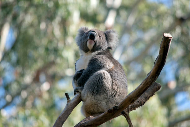 istock the koala is sitting in the fork of a tree 1333335472