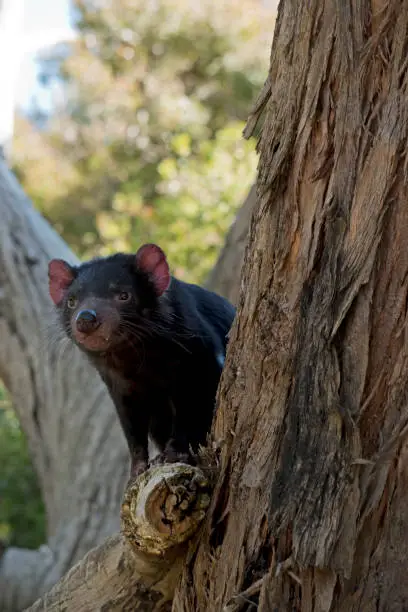 the Tasmanian devil is a black marsupial with brown eyes a sharp cutting teeth