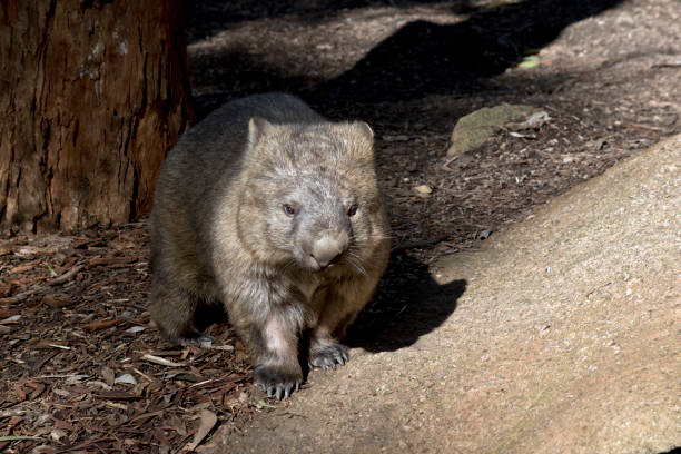 istock the common wombat is  brown and furry. 1333335680