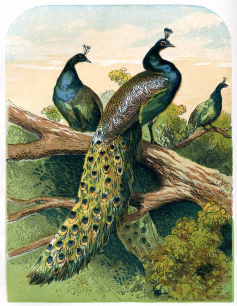 Peacock Illustration Colour Illustration published in 1878 in England, now out of copyright. peacock stock illustrations