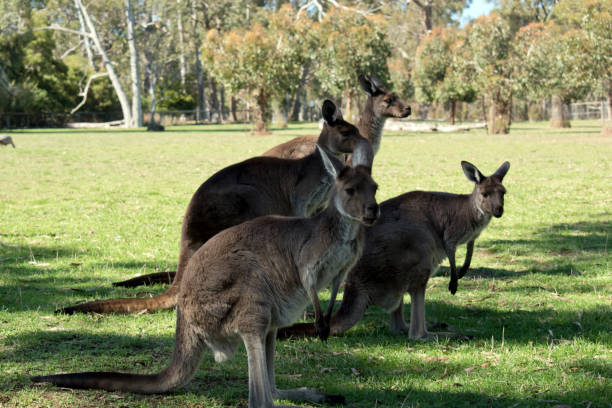 istock this is a mob of kangaroos 1333336637