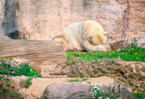 Sleeping Polar Bear in the zoo . Ursus maritimus