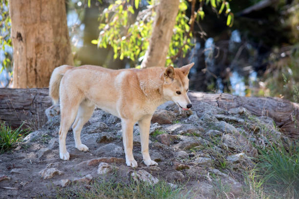 istock the golden dingo is resting on rocky ground 1333336711