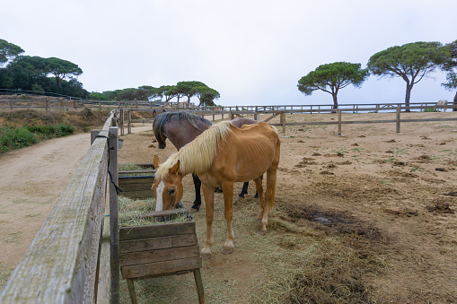 Horses eating hay from a wooden crate in a stable