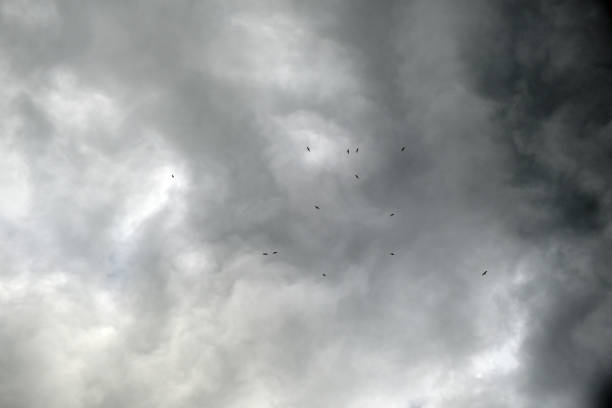 The sky threatens rain, a flock of birds flies in sync. I aim at the birds and use a wide angle to capture the sky that is the protagonist of the shot.