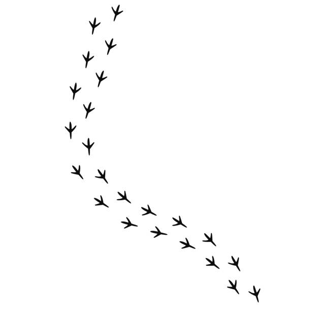 ilustrações de stock, clip art, desenhos animados e ícones de birds paw prints walking on a path vector illustration - bird footprint