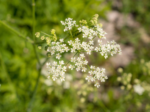 istock kupyr flowering with small white flowers 1333341050