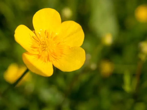 yellow buttercup in summer day close up