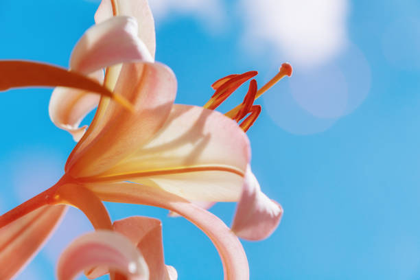 A magnificent Skyscraper Lily reaches for the sky, photographed with a full spectrum infrared-converted camera.