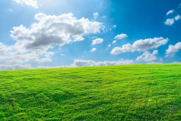 istock Landscape of grass and sky in the park in spring 1333342983