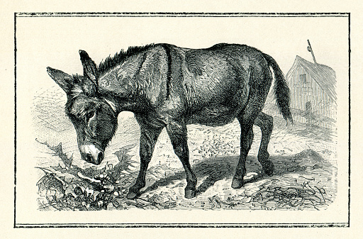 Asinus is a subgenus of Equus ( single-toed (hooved) grazing animal ) that encompasses several subspecies of the Equidae commonly known as wild asses
Original edition from my own archives
Source : Brockhaus 1898