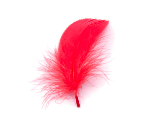 istock Red fluffy feather soft isolated on the white studio background 1333344352