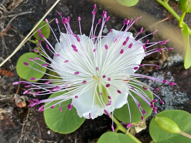 istock Caper flower, delicate white flower 1333345035