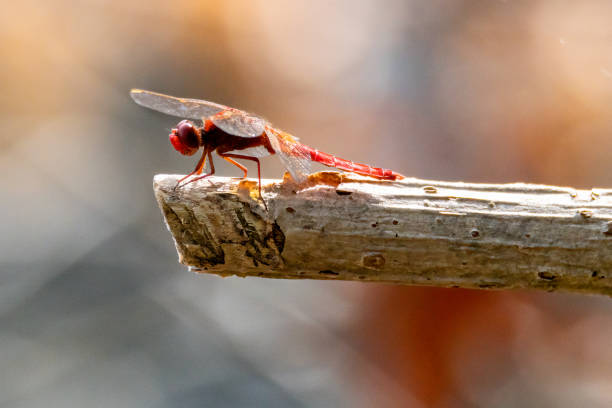 istock Cardinal Venerossa dragonfly perched on a branch 1333345249