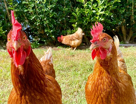 Horizontal up close of free range hens on organic biodynamic poultry farm pecking lush green lawn grass in Newrybar NSW Australia