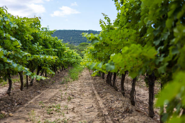 istock Vineyard around Villeneuvette (Occitanie, France) 1333346018