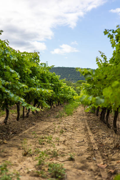 istock Vineyard around Villeneuvette (Occitanie, France) 1333346252