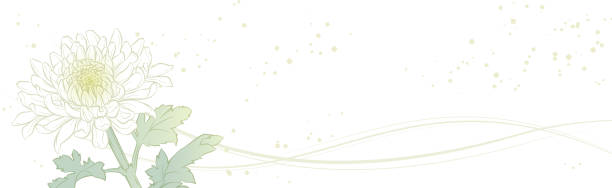 illustrazioni stock, clip art, cartoni animati e icone di tendenza di illustrazione banner di elegante fiore di crisantemo - single flower chrysanthemum design plant