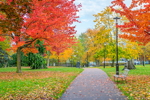 Colorful autumn in Gothenburg park