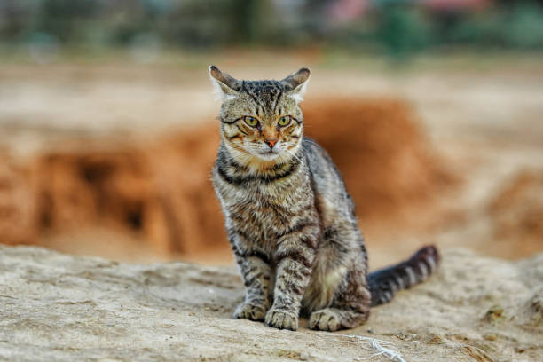 istock A striped cat walks outside on the stone 1333347905