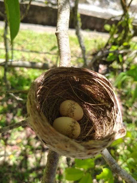 istock Nesting of Pied Fantails Egg Incubations 1333348560