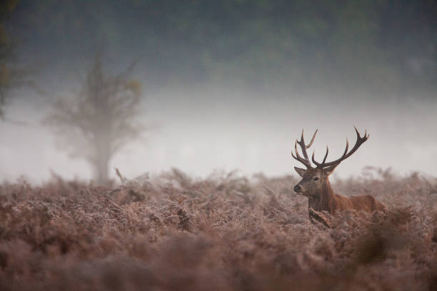 istock Red deer stag walking through the morning mist in London 1333349092