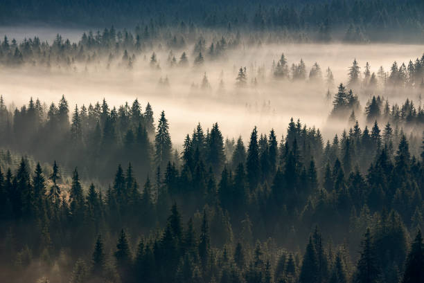 istock misty valley scenery at sunrise 1333349770