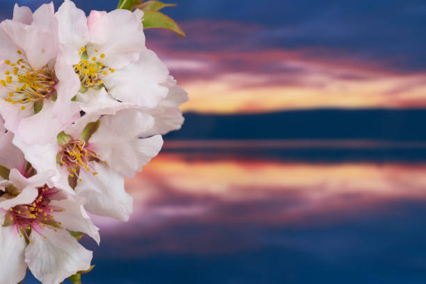 Photo of almond blossoms in a sunset of a lagoon, Spain