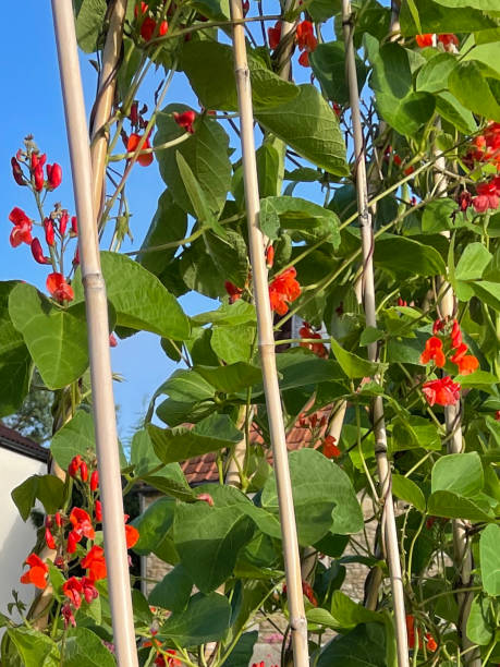 istock Full frame image of red flowering Runner bean plant (Phaseolus coccineus) growing up bamboo canes, blue sky background, focus on foreground 1333351206