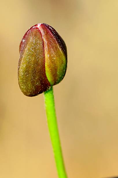istock Wild flowers in their natural environment. Spring flowers. 1333351509