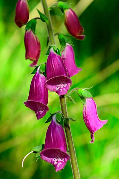 istock Wild flowers in their natural environment. Spring flowers. 1333351513